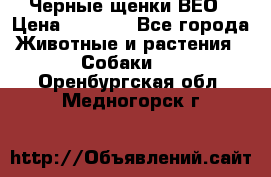 Черные щенки ВЕО › Цена ­ 5 000 - Все города Животные и растения » Собаки   . Оренбургская обл.,Медногорск г.